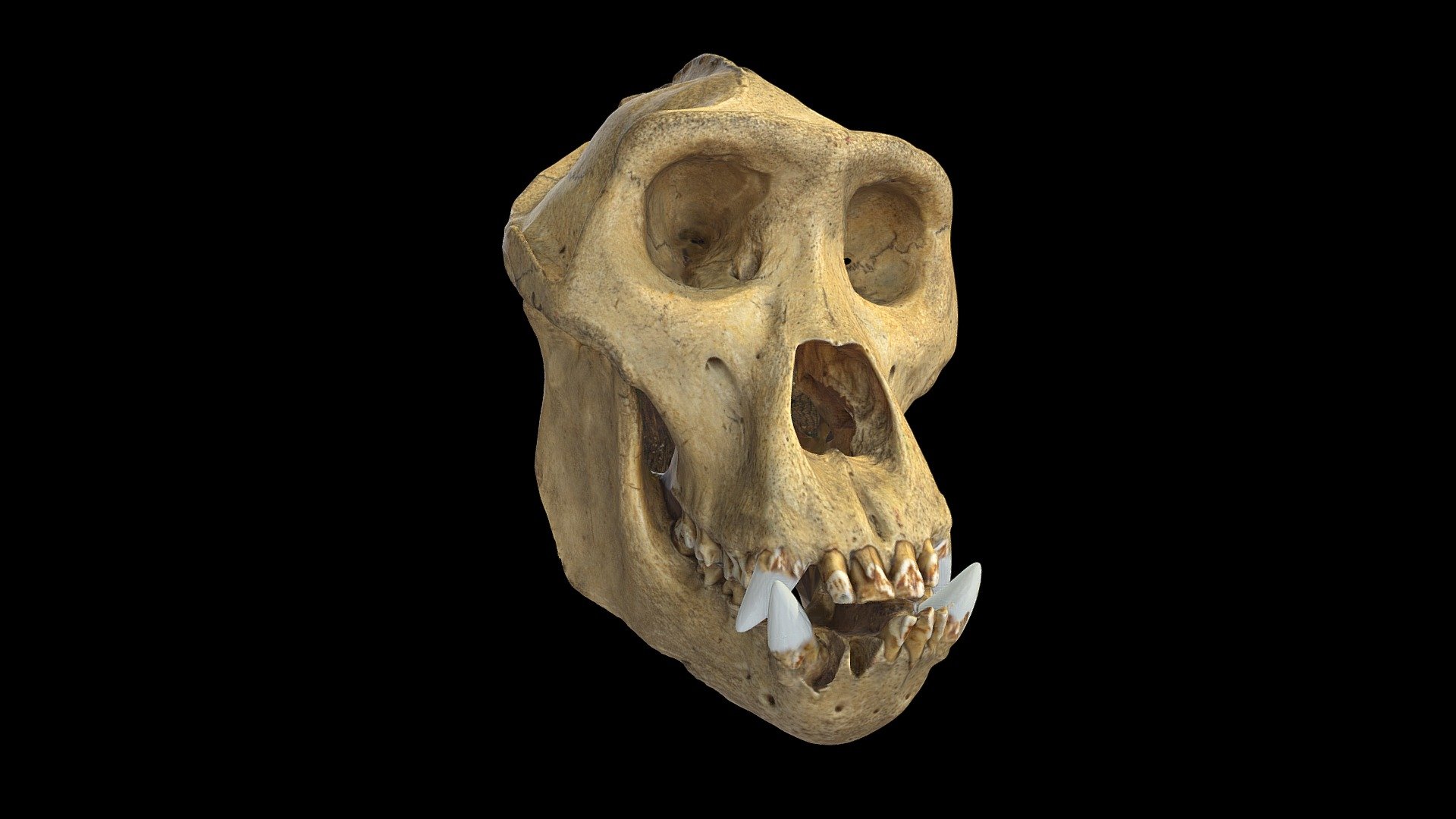 Gorilla skull 3d model