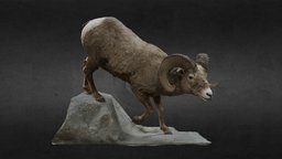 Big Horn Sheep