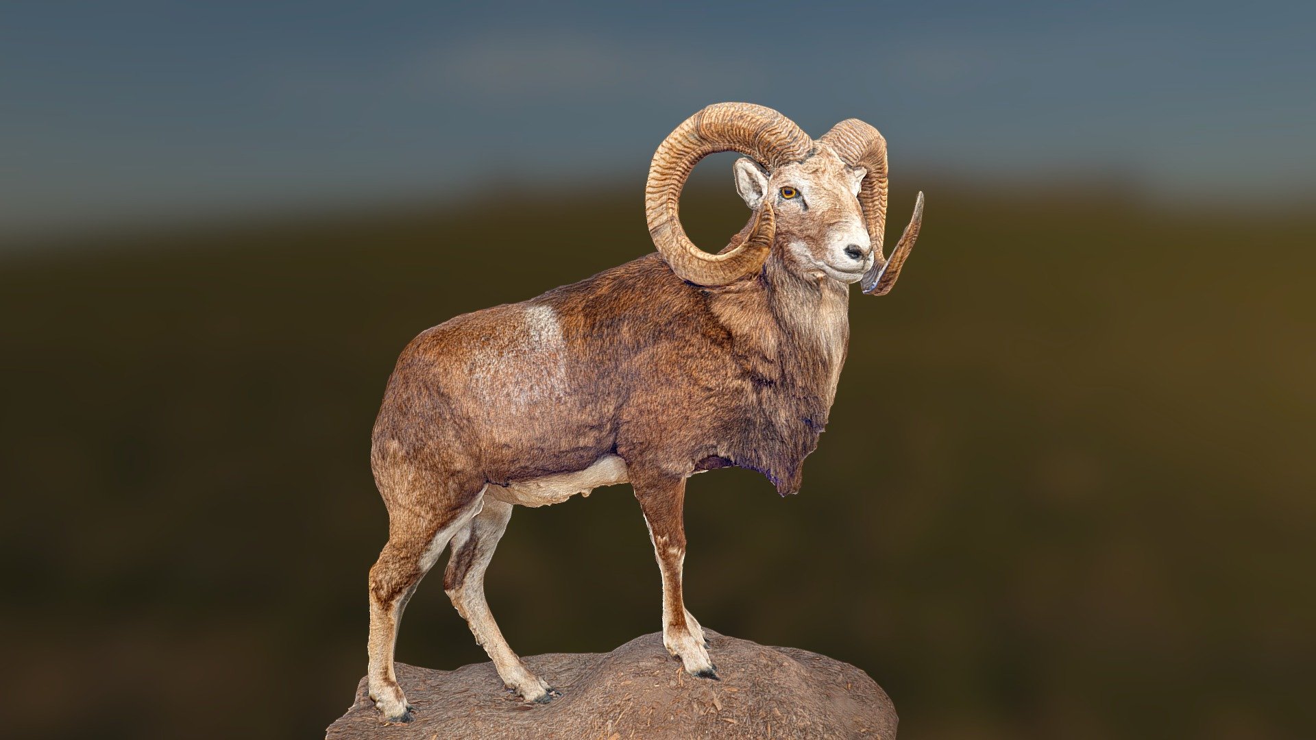 Stuffed Ram 3d model