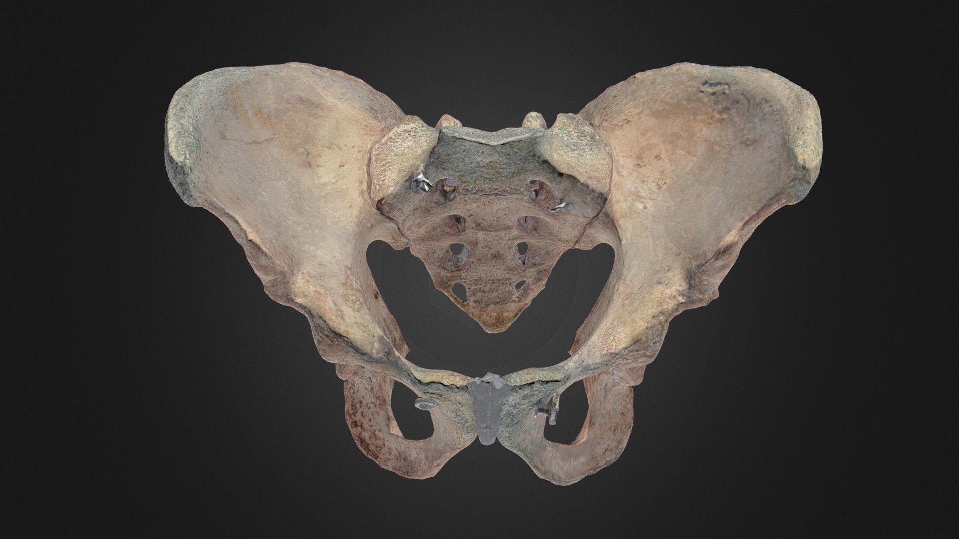 Android Pelvis 3d model