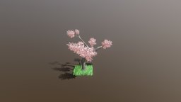 Cherry Blossom