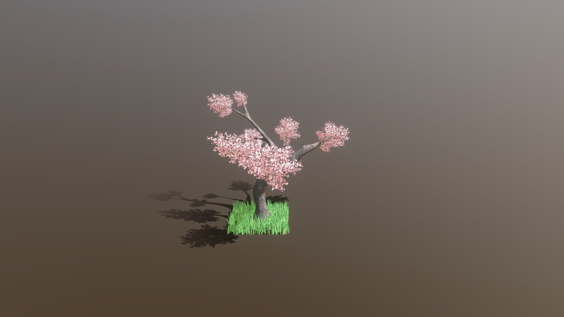 Cherry Blossom 3d model