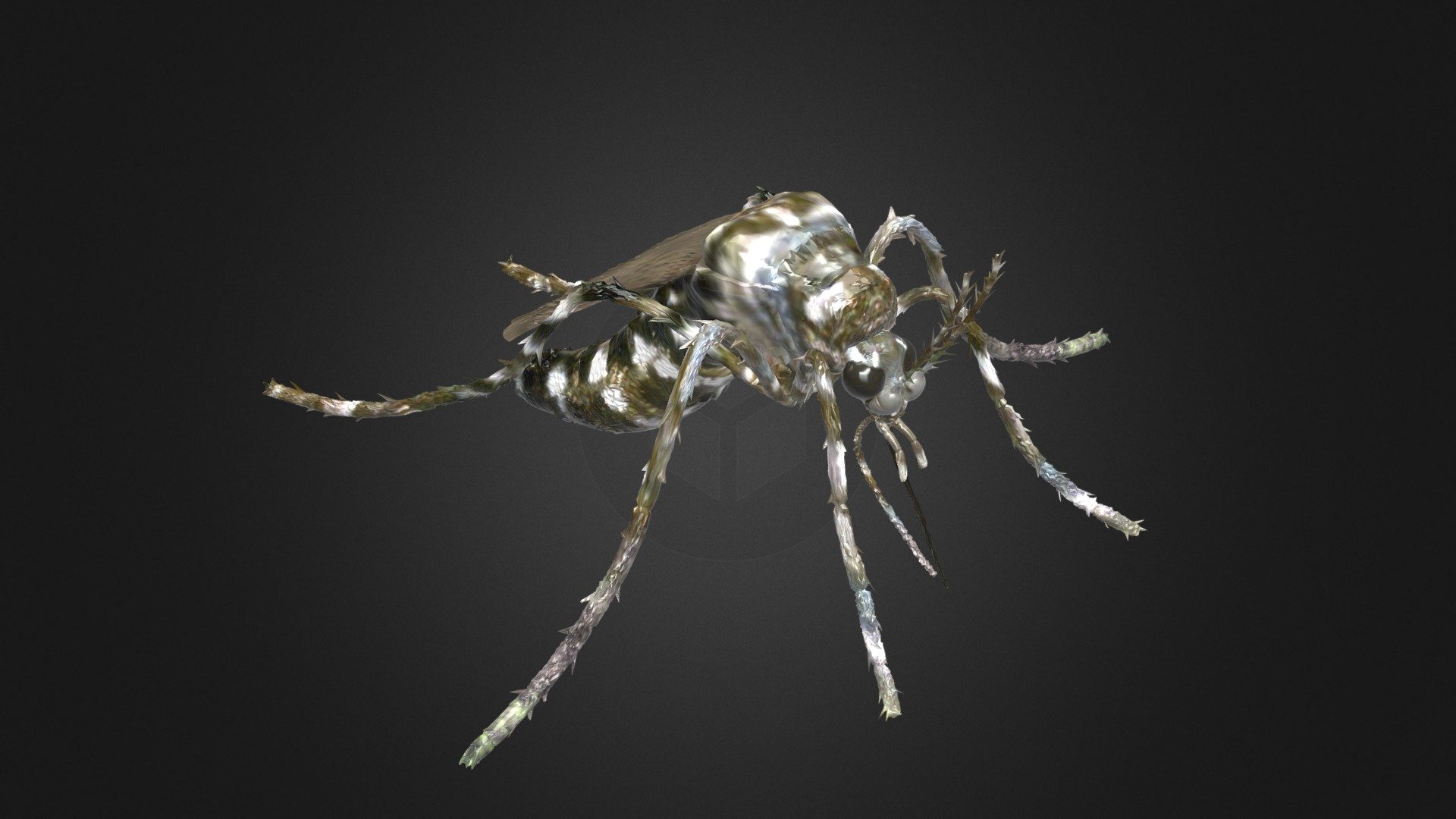 Zanzara Mosquito Gnat 3d model