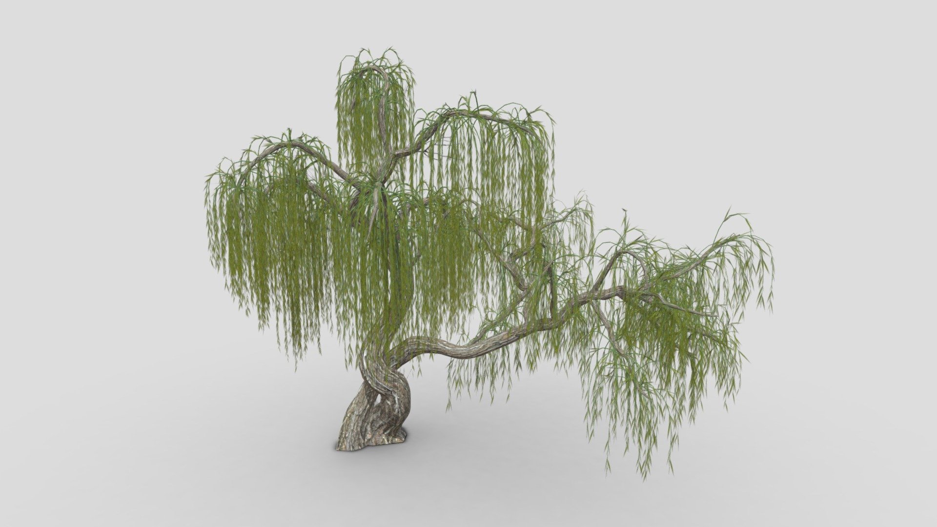 Weeping Willow Tree-S1 3d model