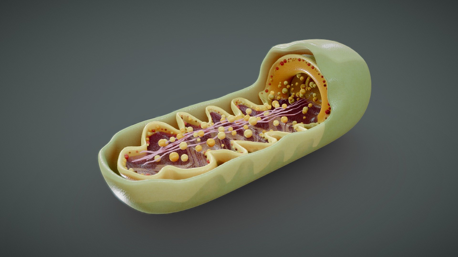 Mitochondria Cross Section Anatomy 3d model