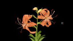 コオニユリ Tiger Lily, L. l. f. pseudotigrinum