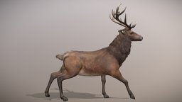 Red Deer Animated