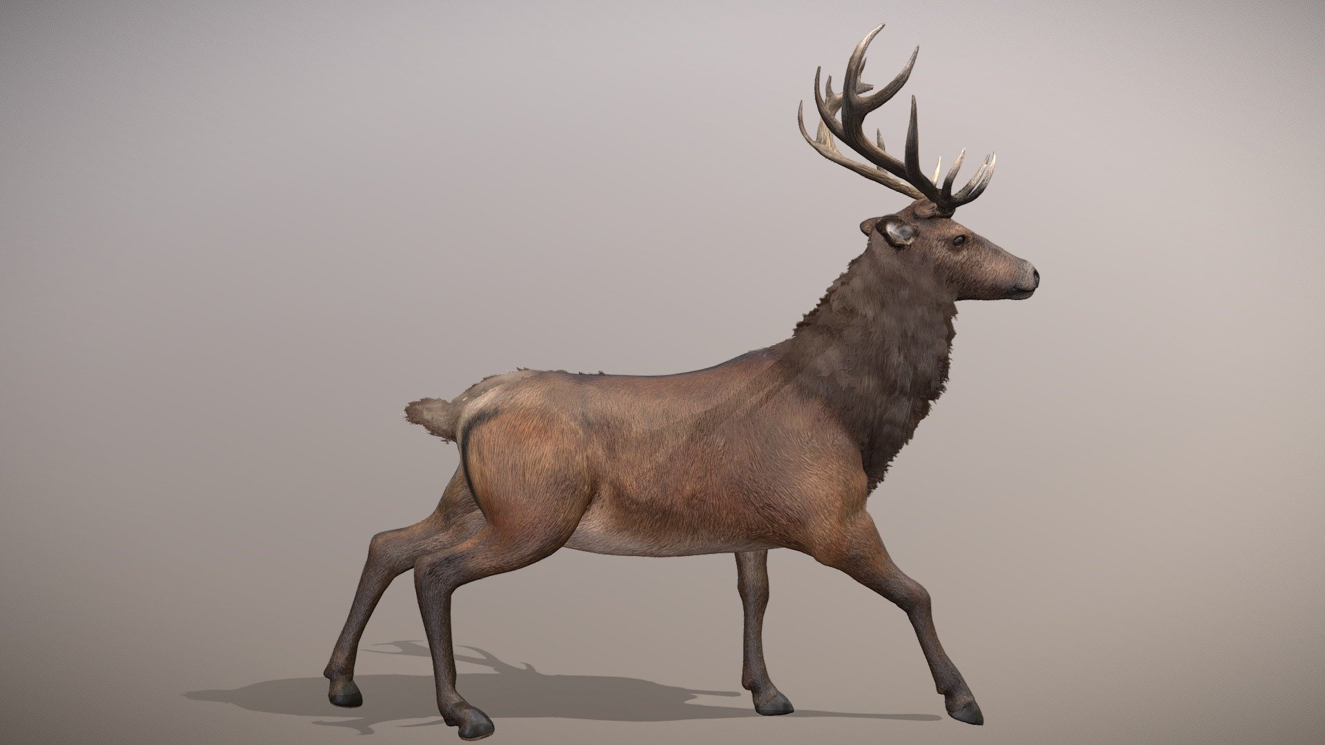 Red Deer Animated 3d model