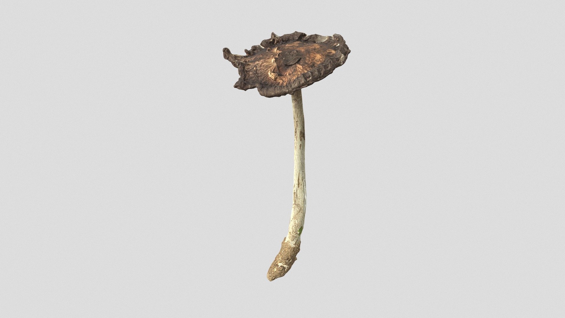 Old Inc cap mushroom 3d model