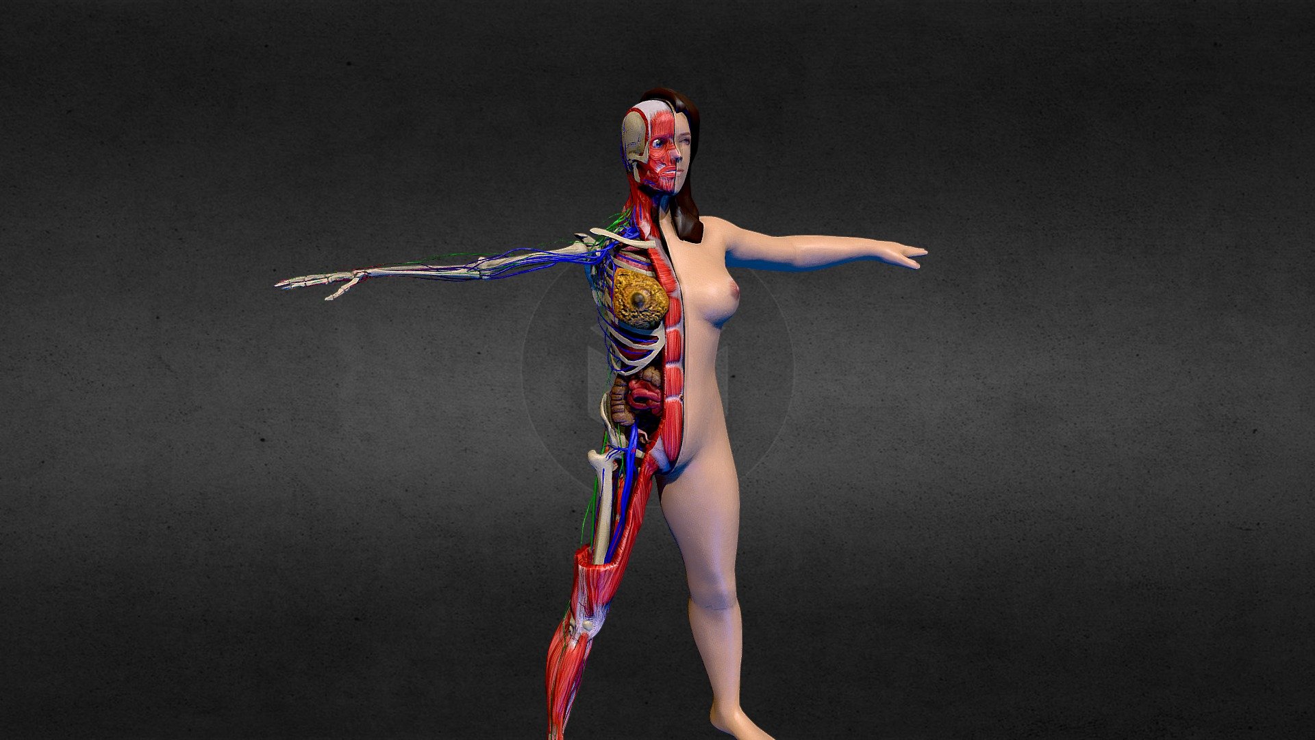 Female Disecction NO ANIMATION all systems 3d model