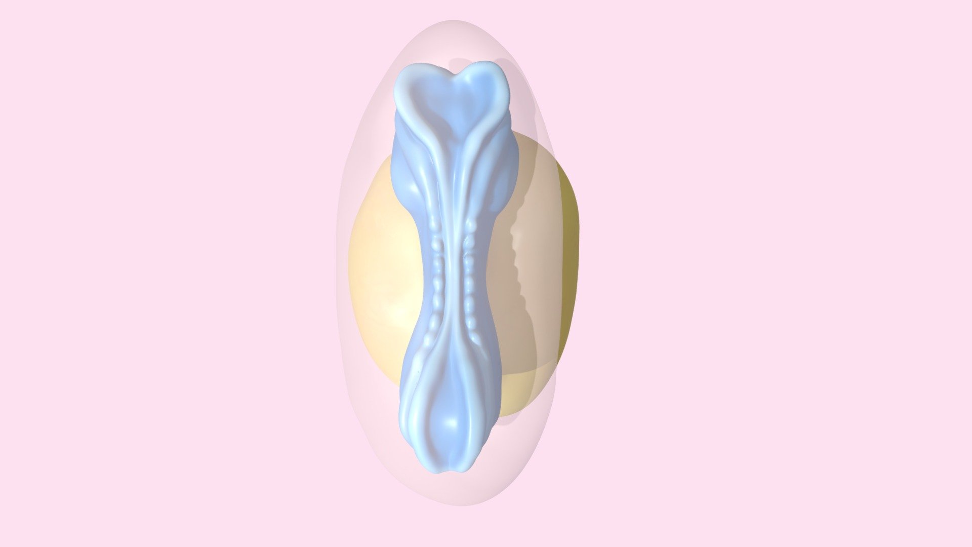 Embryo Day 22 3d model