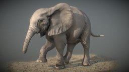 African Elephant calf sculpt