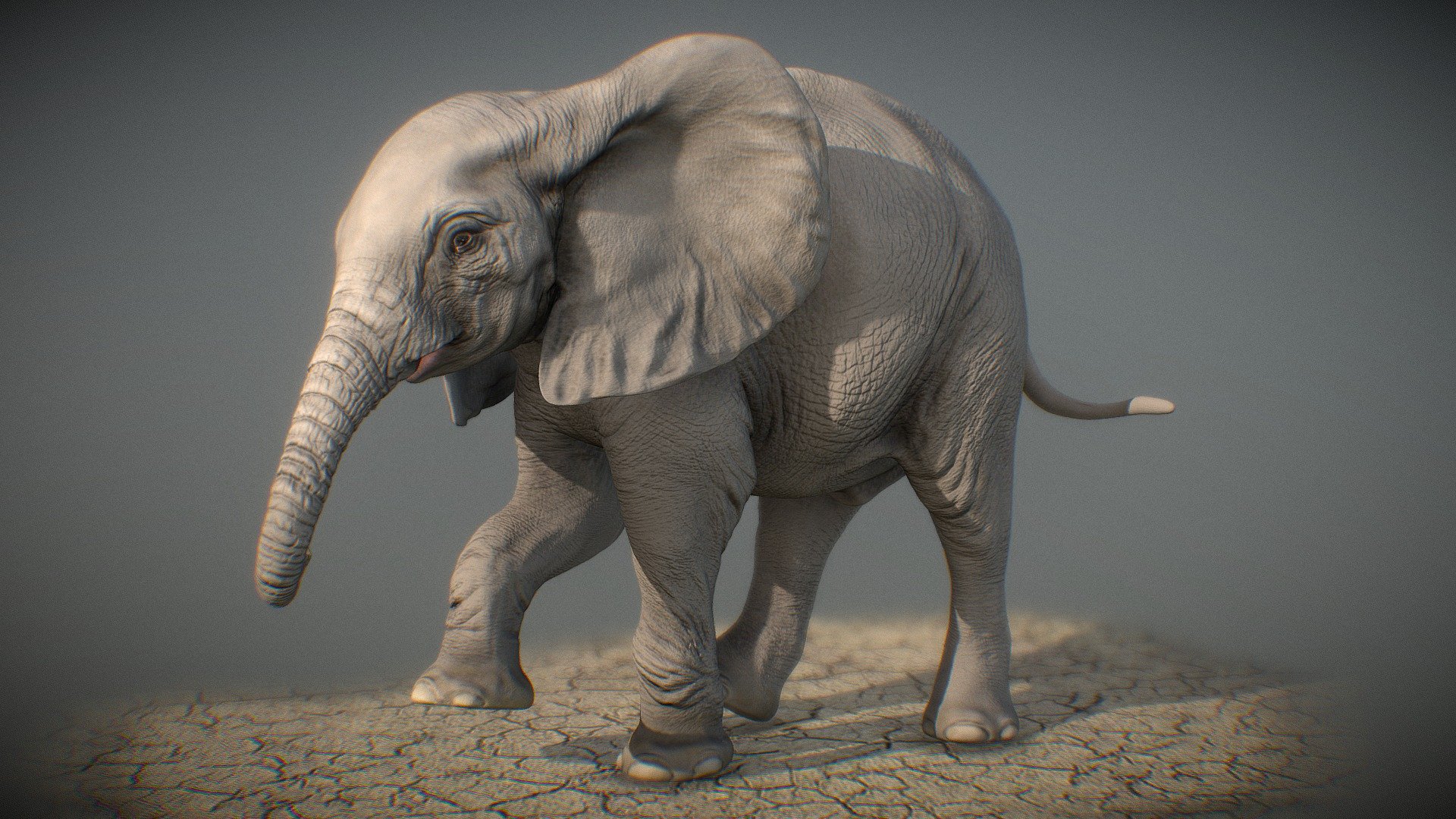 African Elephant calf sculpt 3d model