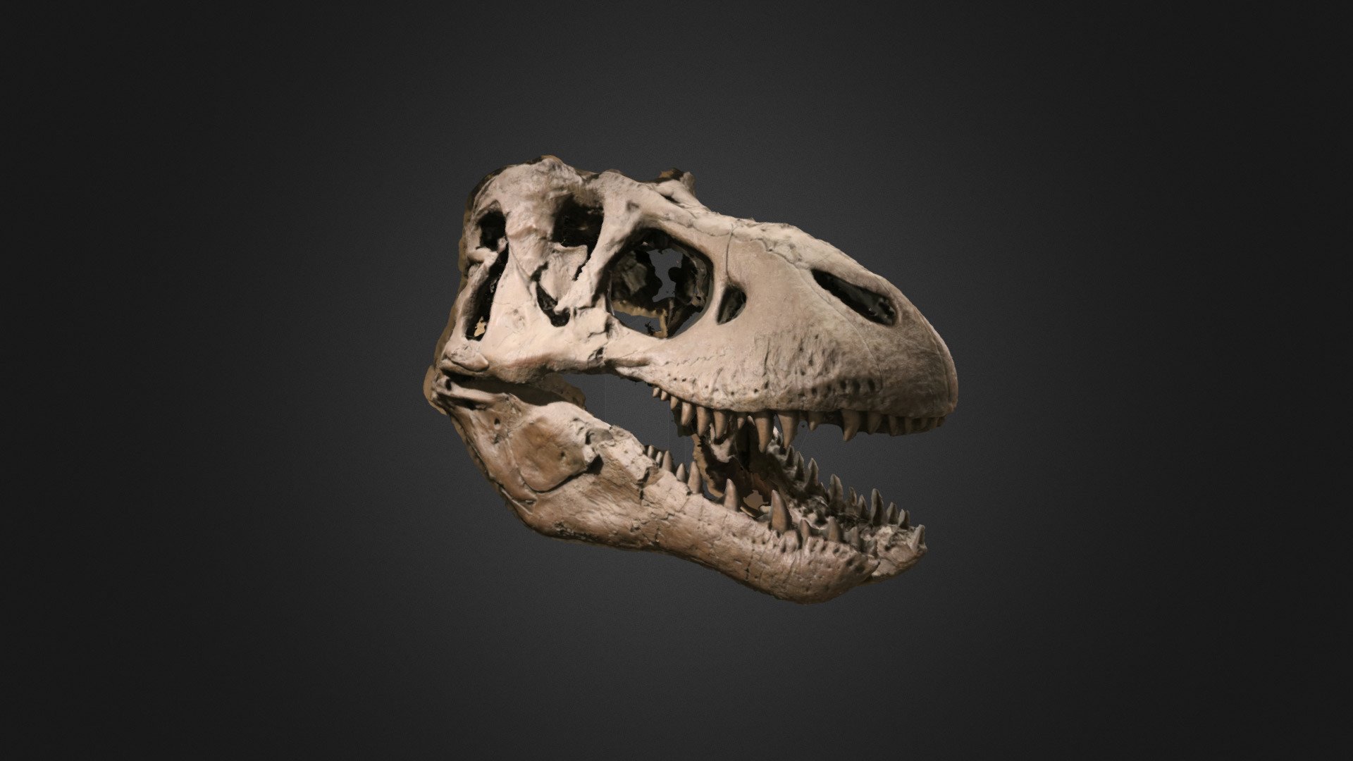 Vertebrate: Tyrannosaurus rex skull (MOTE) 3d model