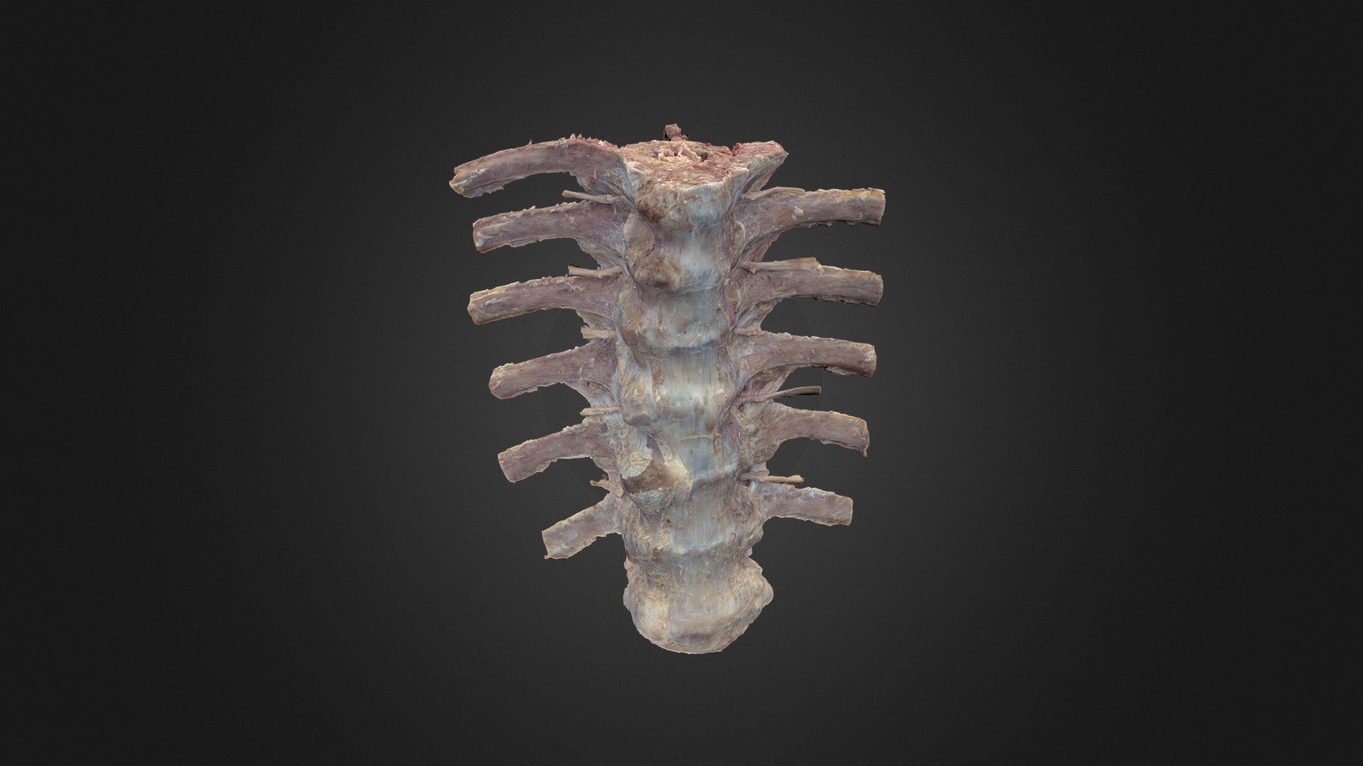 Thoracic Vertebrae with Ribs 3d model