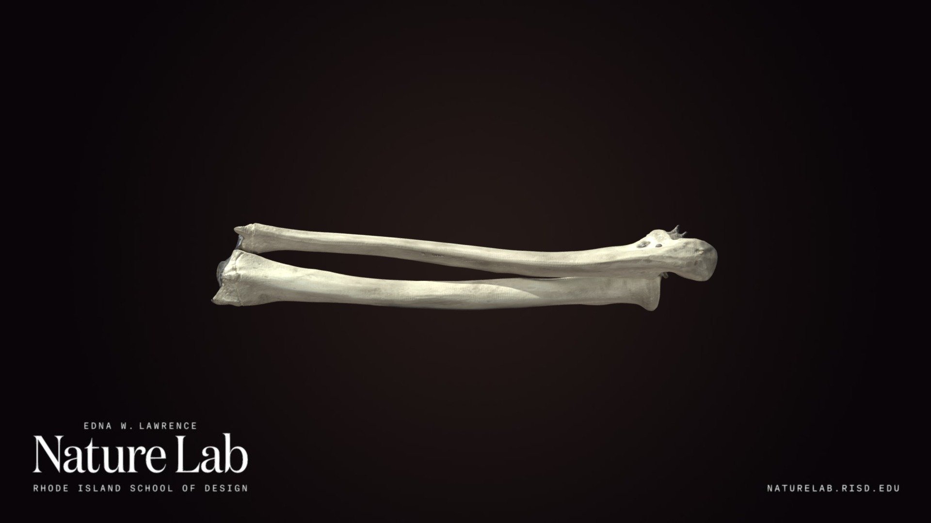 Human Forearm 3d model