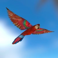 Parrot (Low poly