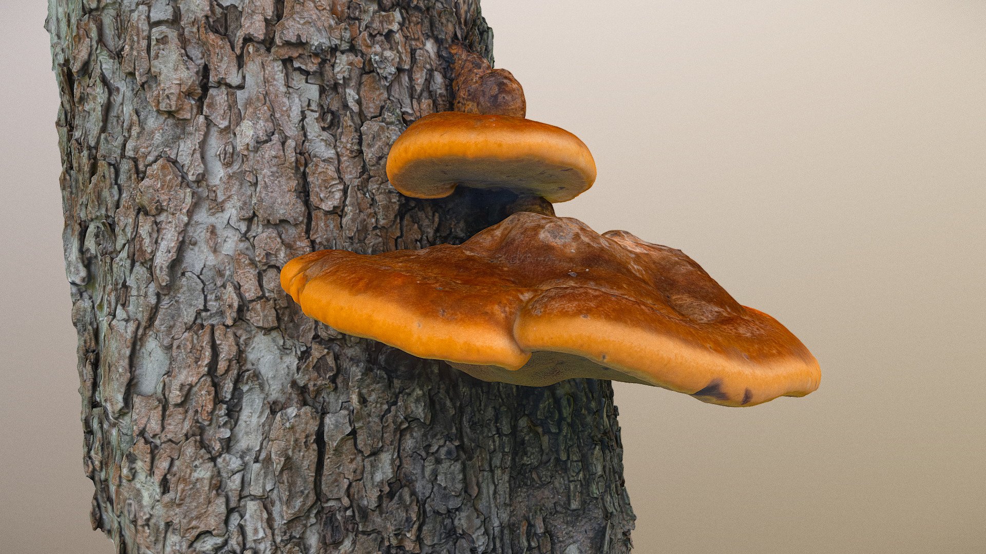 Polyporus mushroom 3d model