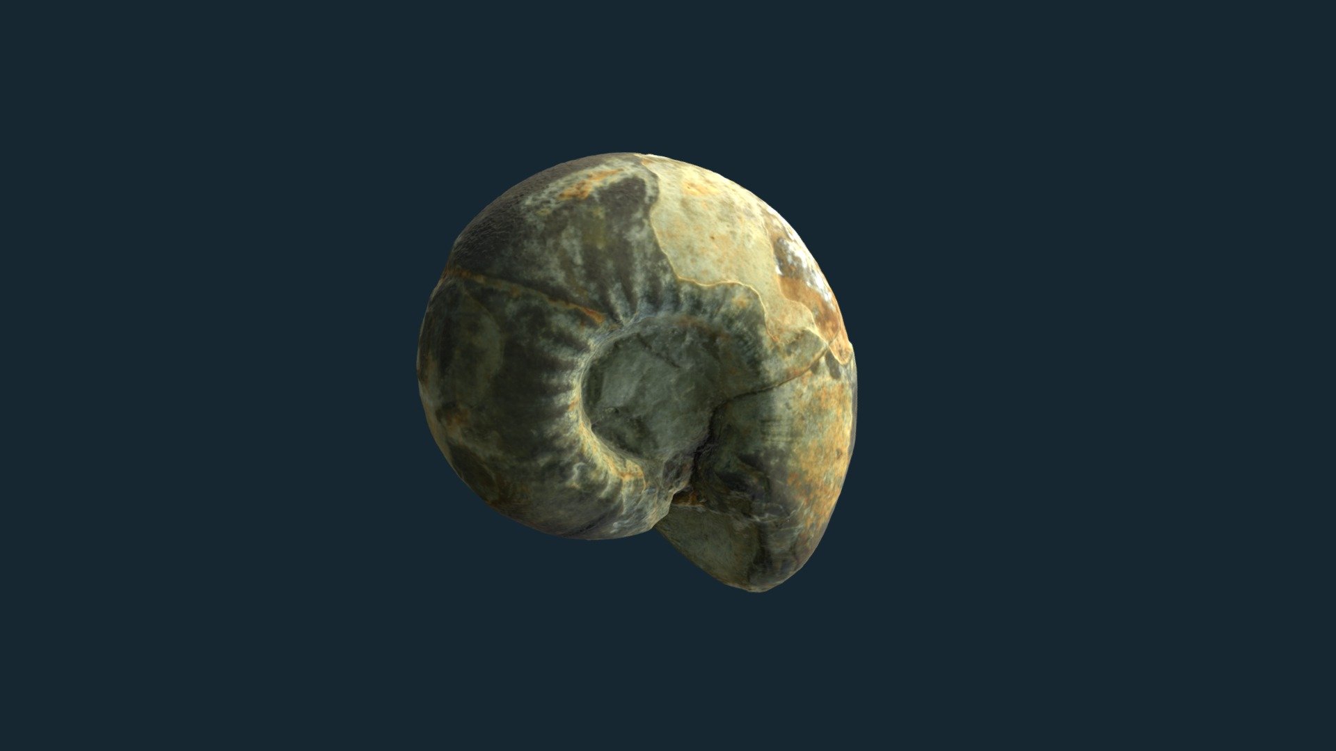 Cravenoceras miseri 3d model