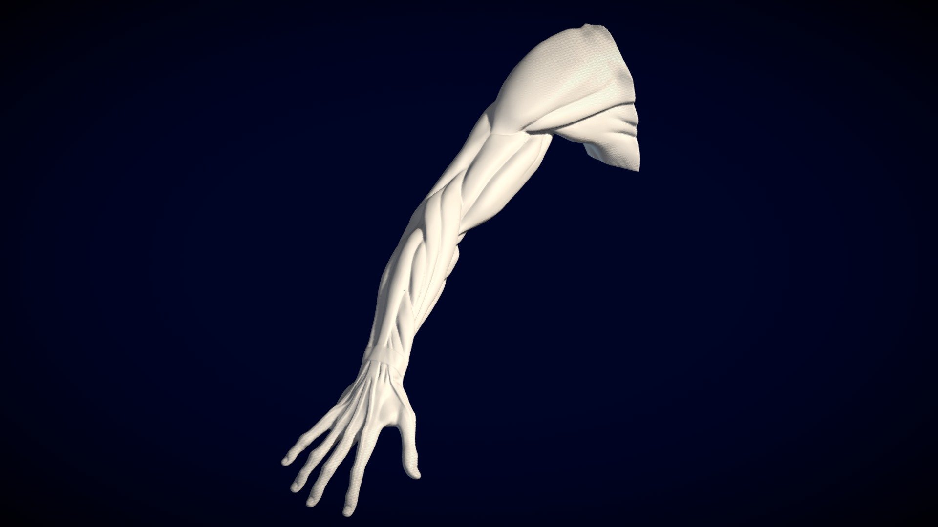 Écorché Brazo Derecho Houdon 3d model