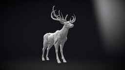 Deer