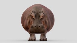 Hippopotamus