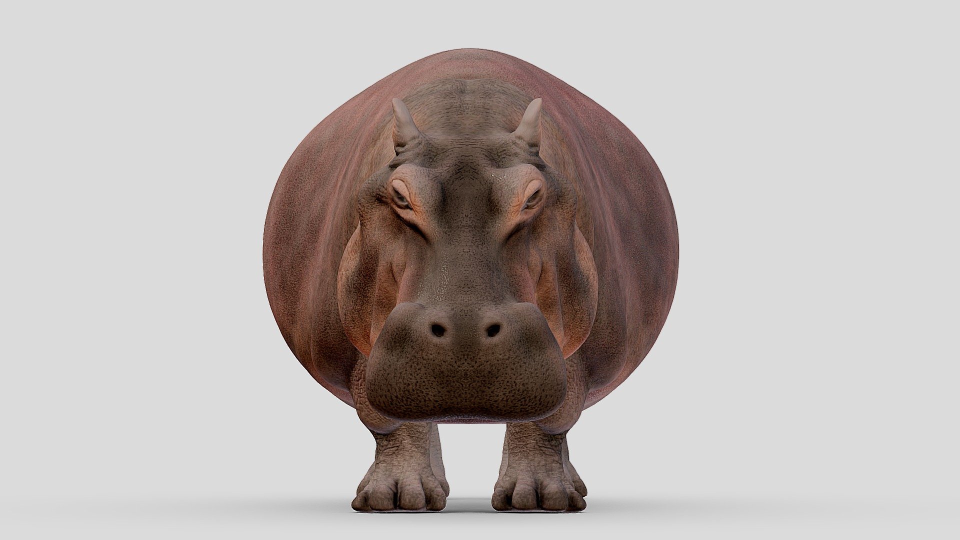 Hippopotamus 3d model