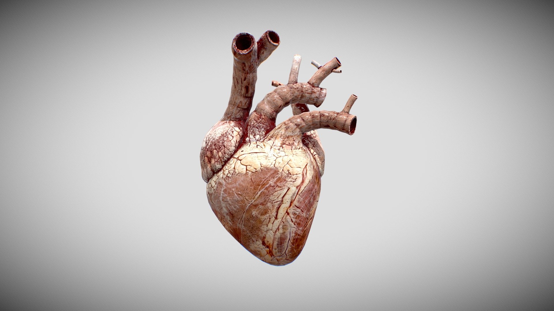 Heart Animated 3d model