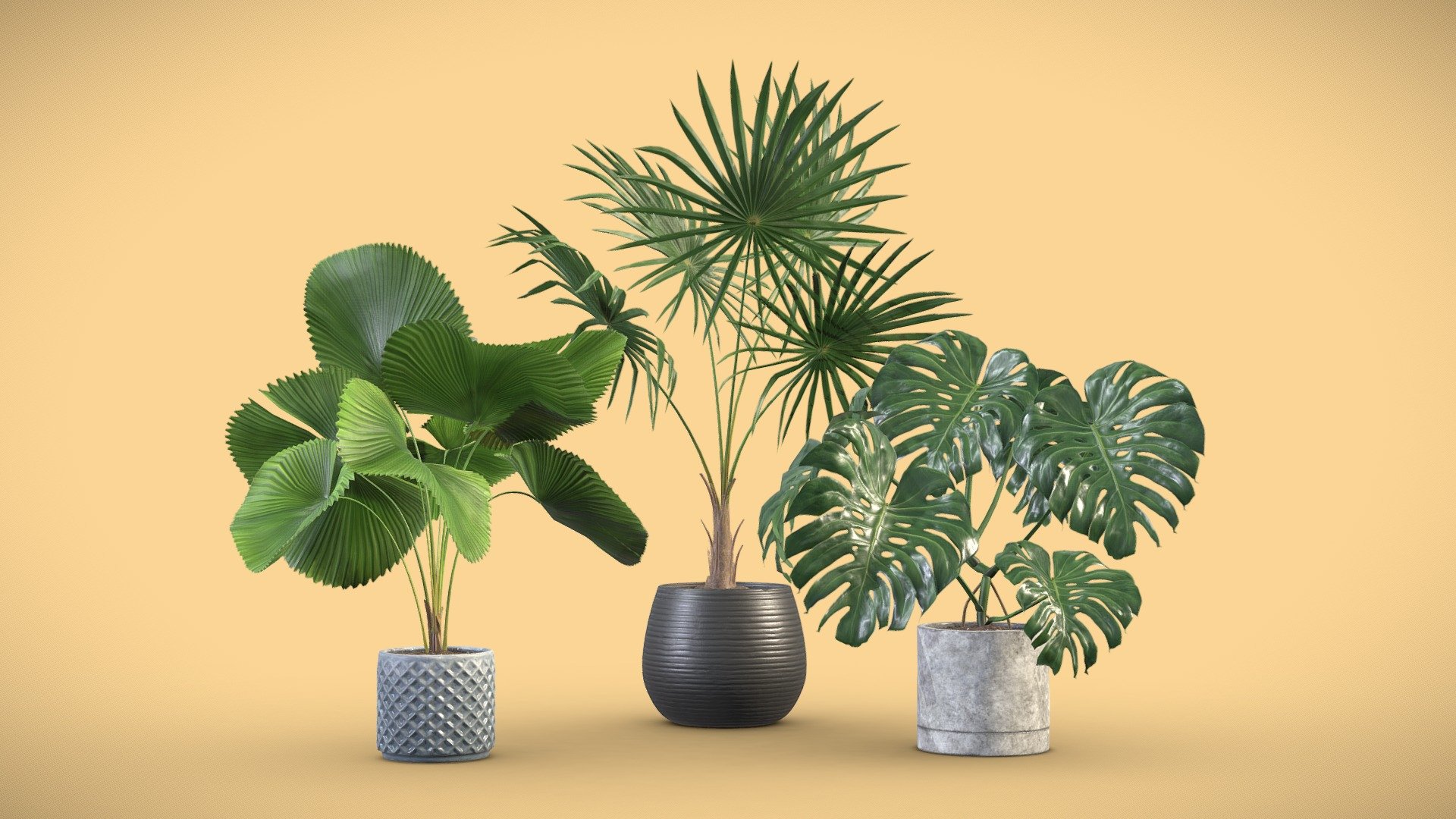 Indoor Plants Pack 09 3d model