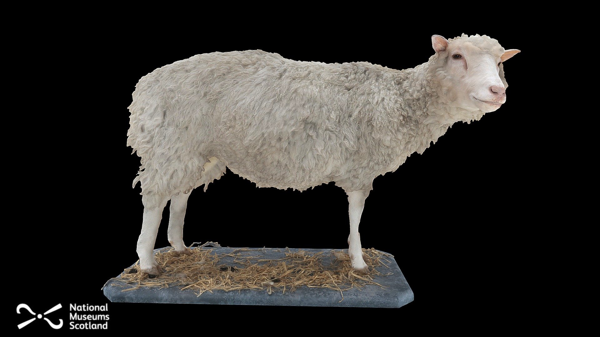 Dolly the sheep 3d model