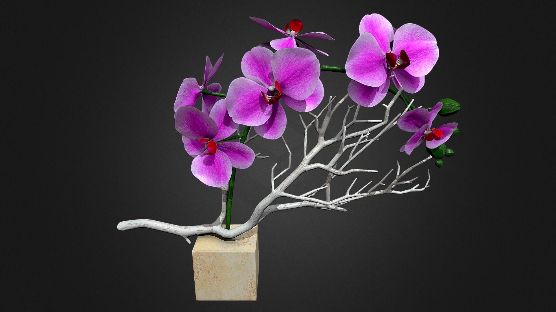 orchid flowers 3d model