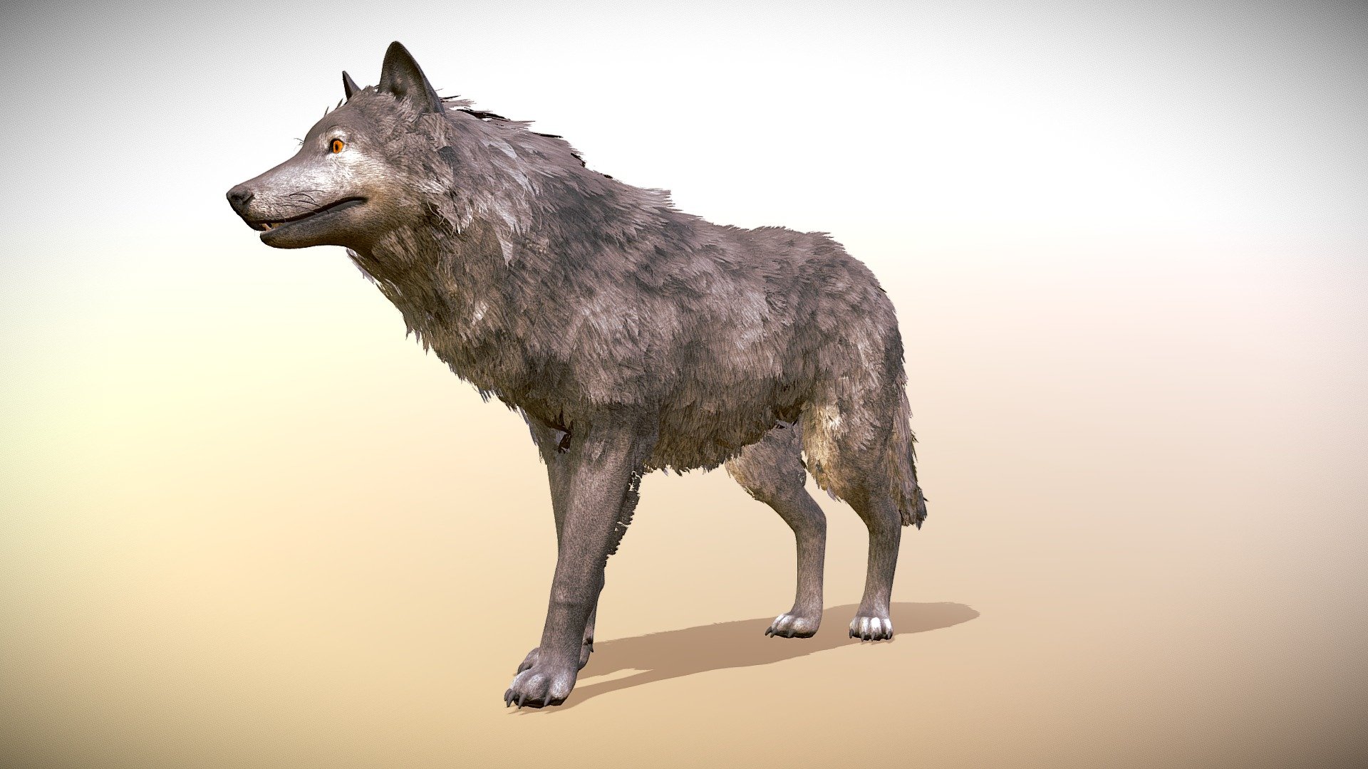 Wolf Realistic 3d model