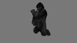 Gorilla