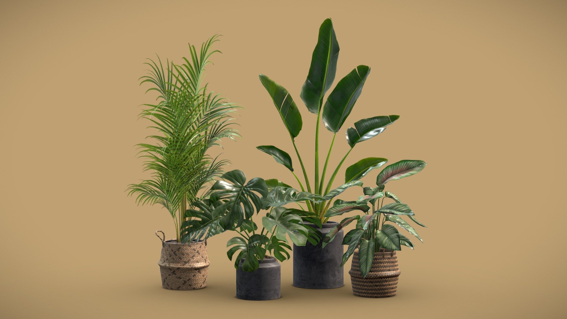 Indoor Plants Pack 29 3d model