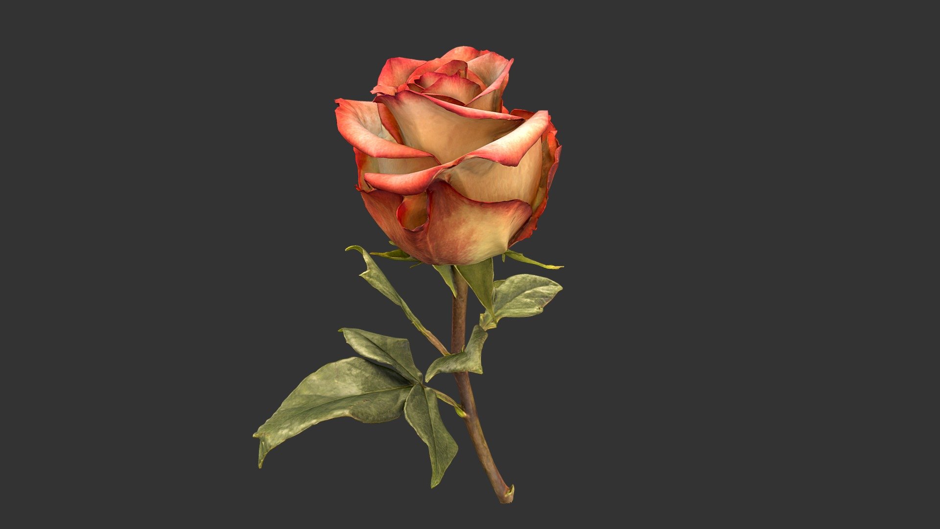 Rose 3d model