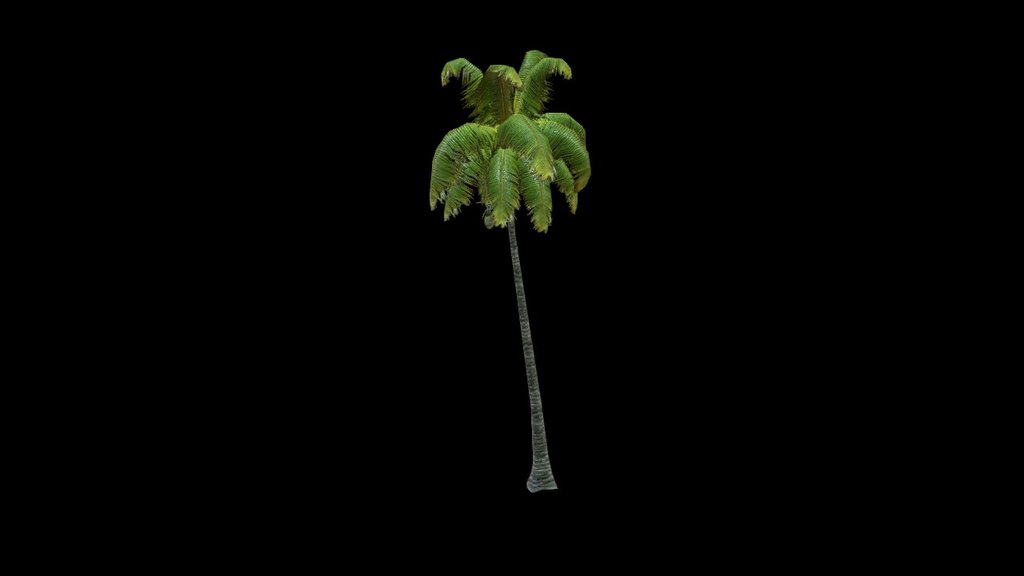 Coconut Palm 9 3d model