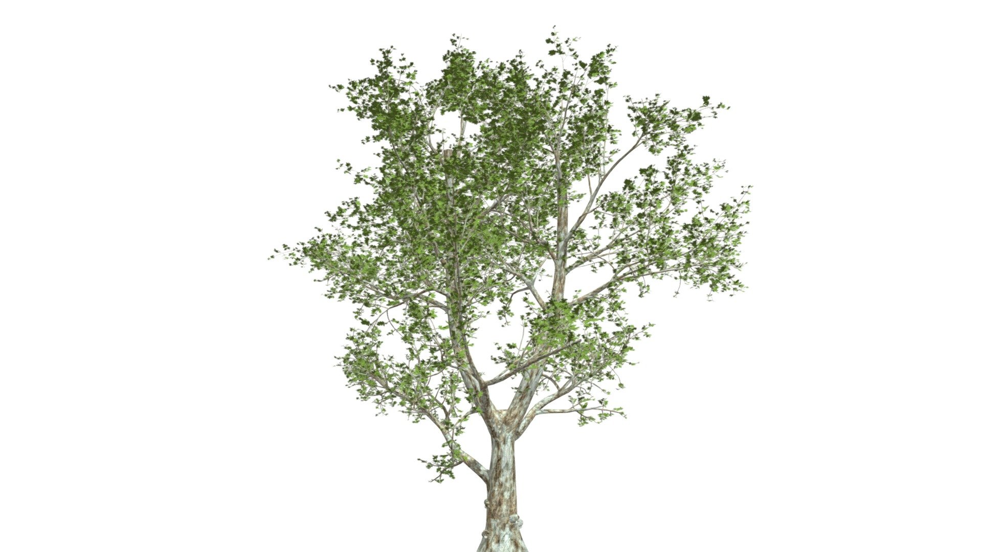 London Plane Tree #01 3d model