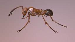 Ant