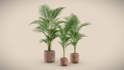 Terracota Pot Areca Set