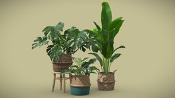 Indoor Plants Pack 16