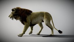 Lion animated