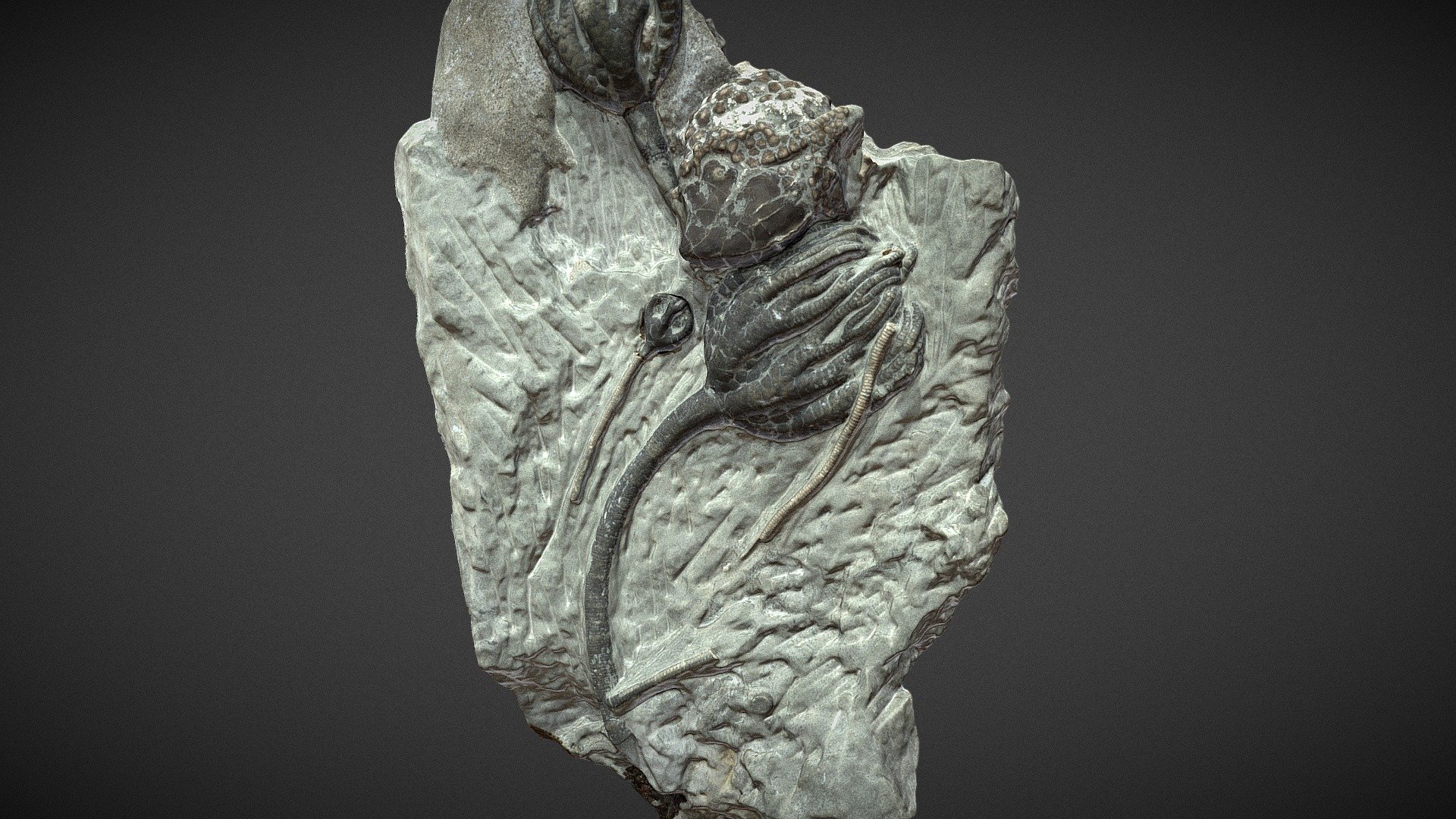 MH SK R.A.9.3  Fossilized Crinoids 3d model