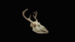 Deer Skull