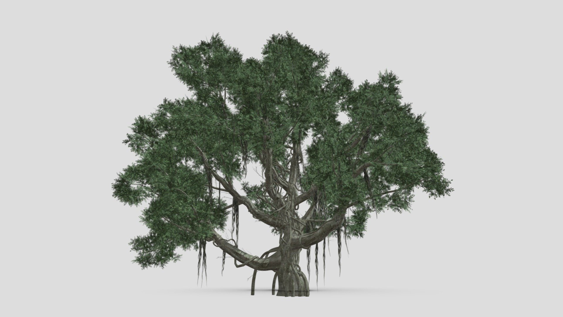 Chinese Banyan Tree-S1 3d model