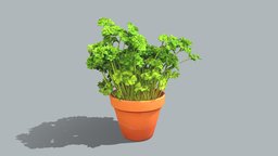 Parsley plant