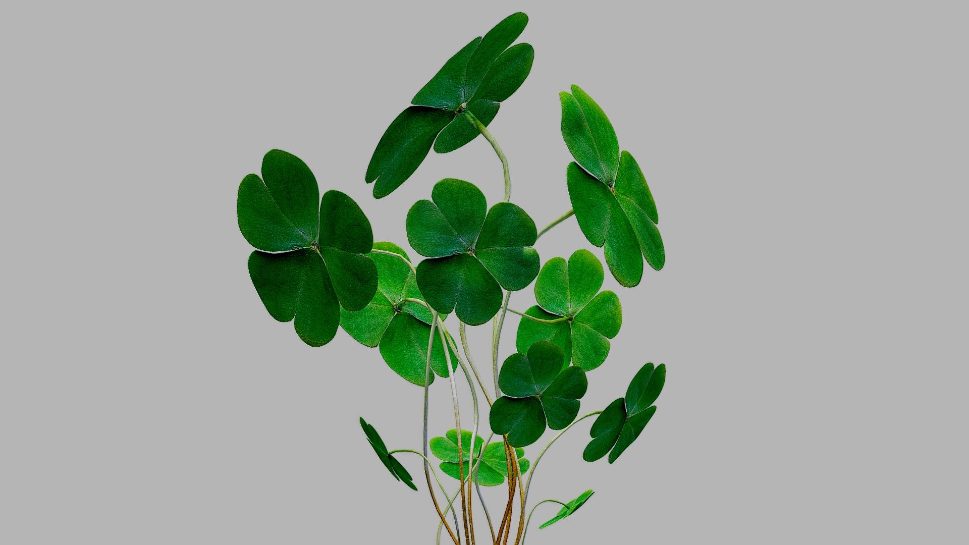 Clovers 3d model