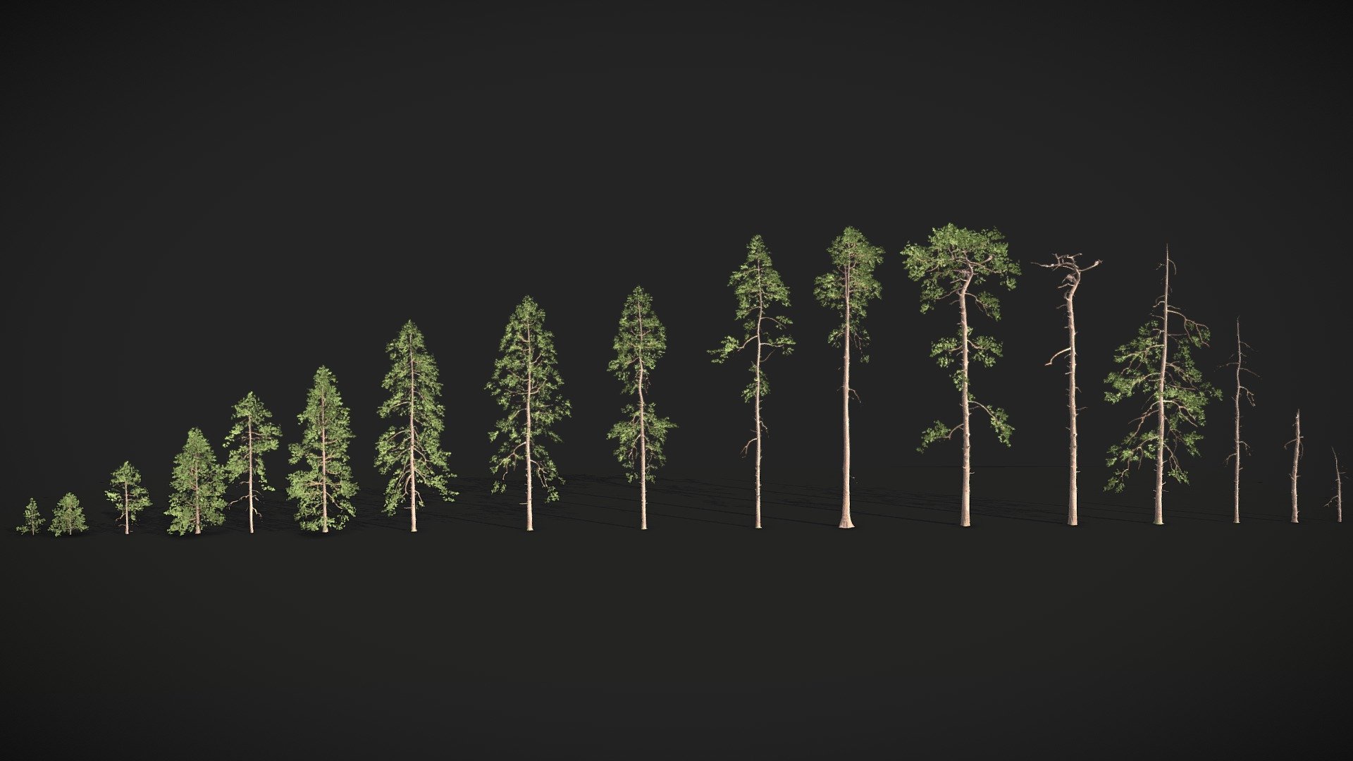 Realistic Pine Conifer Tree Collection 3d model