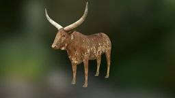 Ankole Watusi