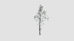 pine tree