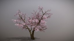 Sakura- Cherry Blossom Tree